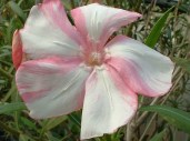 NERIUM SYMIE